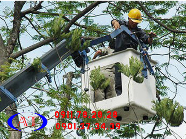 cặt cành cây